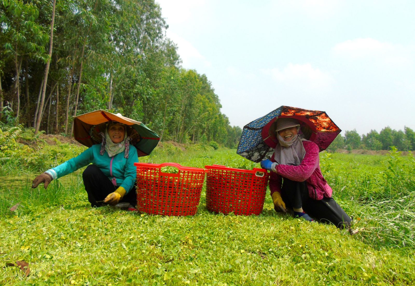 Thủ Thừa thoát nghèo nhờ mô hình trồng rau má  Đài Phát thanh và Truyền  hình Long An