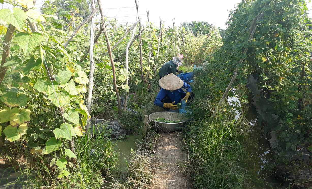 Collective economy makes important contribution to the province's socio-economic development In recent years, the collective economic movement and many cooperatives have contributed to the overall socio-economic development of the province
