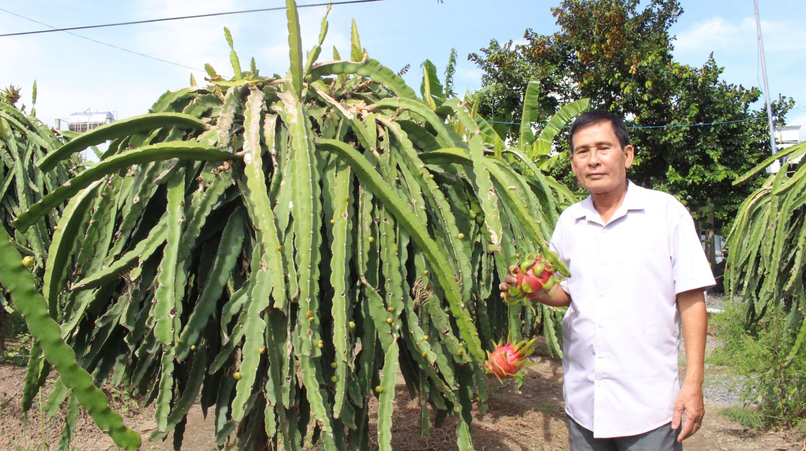 Hiệu quả từ mạnh dạn chuyển đổi giống cây trồng