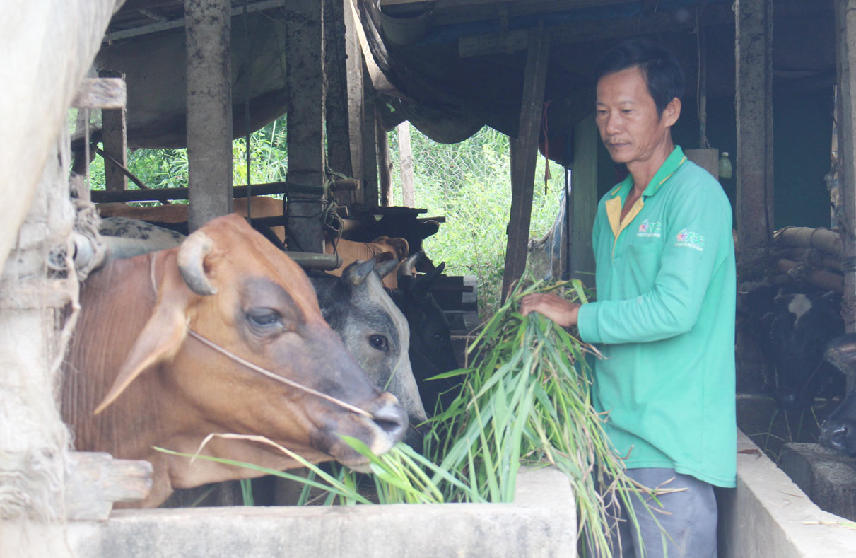 Ông Nguyễn Văn Sáu đang chăm sóc cho đàn bò