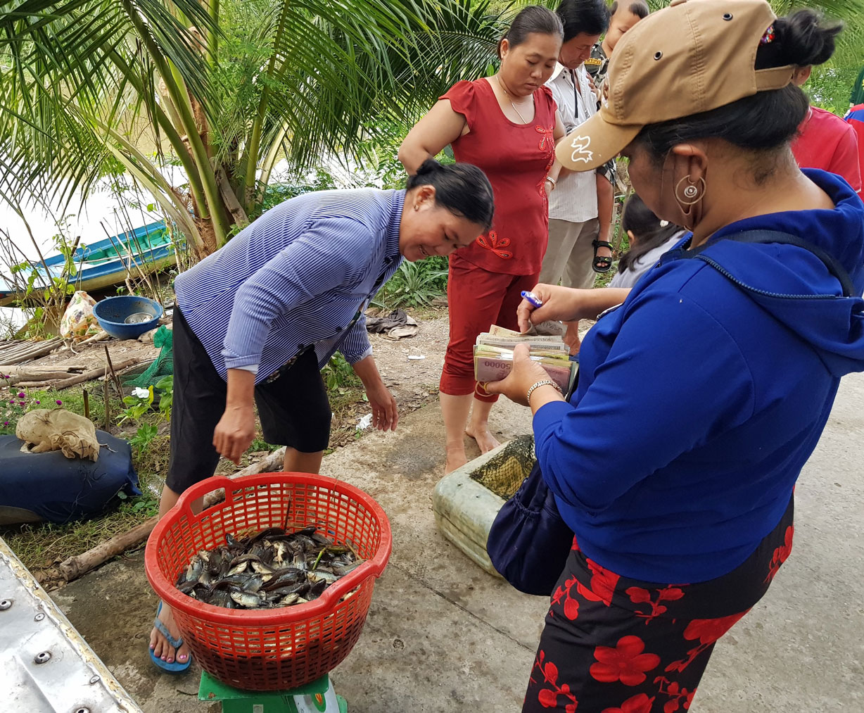 Chị Nguyễn Thị Ngọc đến từng hộ dân để thu mua cá đồng xuất lên thành phố