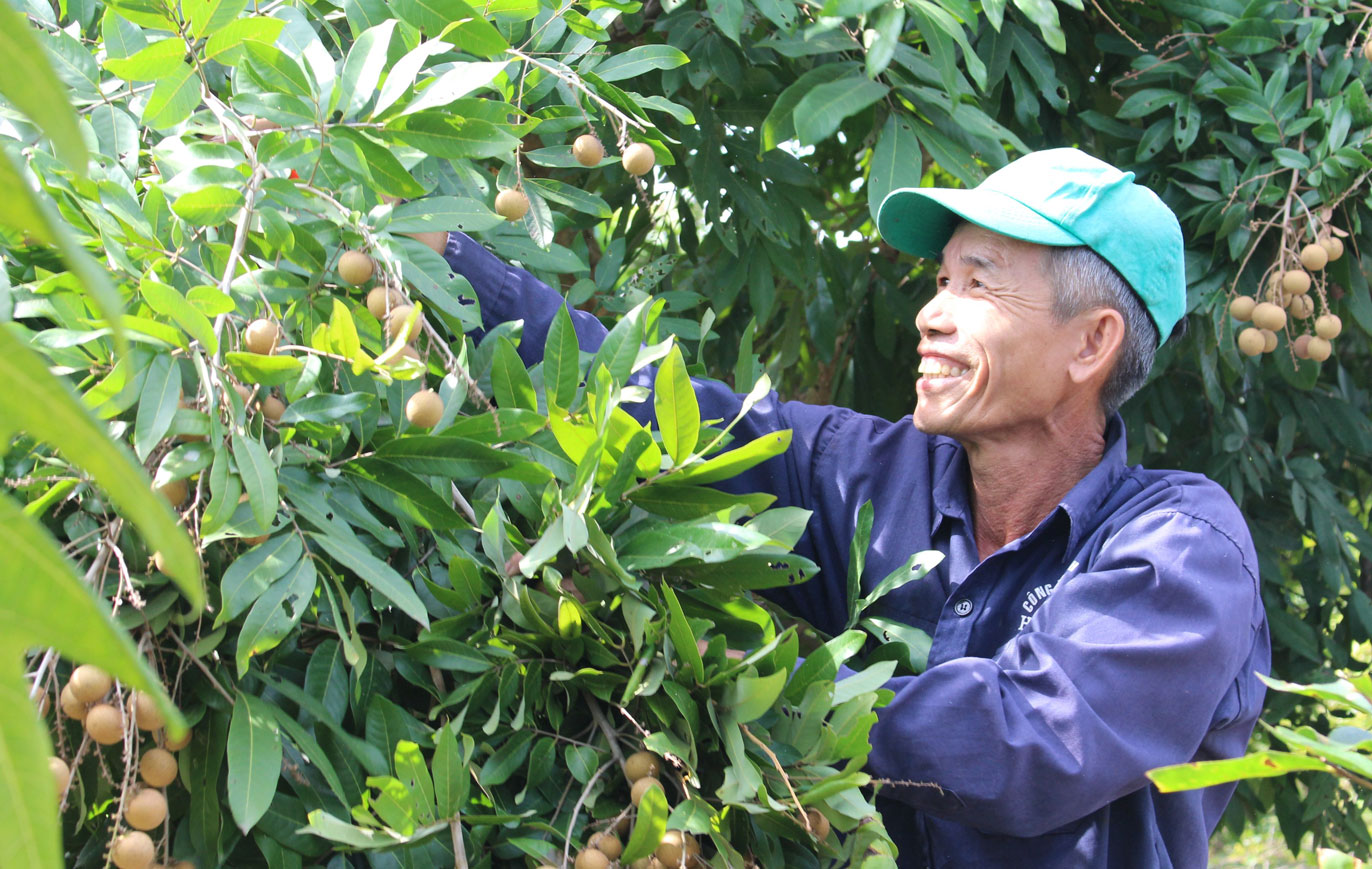 Ông Hồ Văn Hai phấn khởi thu hoạch nhãn