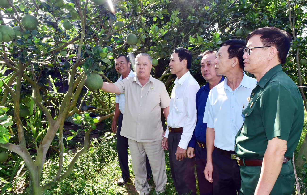 Hội Cựu chiến binh tỉnh tham quan mô hình trồng bưởi da xanh của cựu chiến binh Trần Văn Ngoan