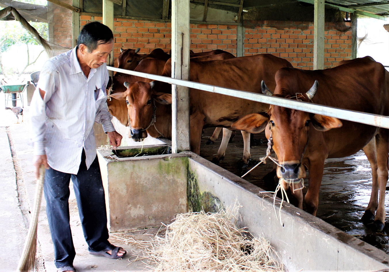 Người dân cần chủ động trong việc phòng, chống dịch bệnh lở mồm long móng trên gia súc