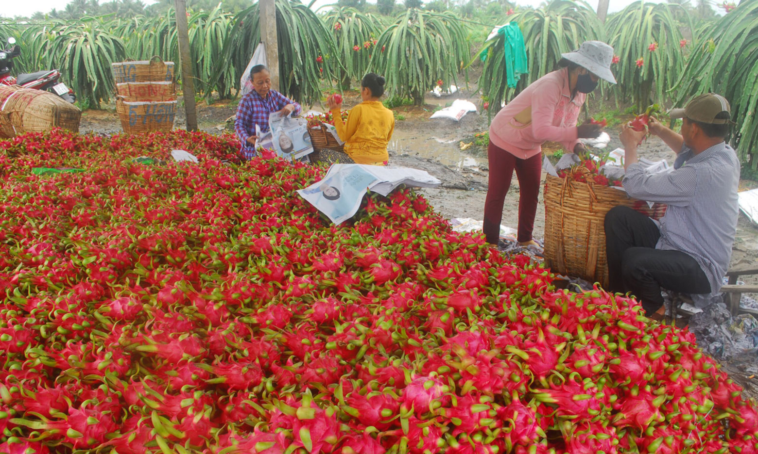 Sản phẩm “nức tiếng” Long An