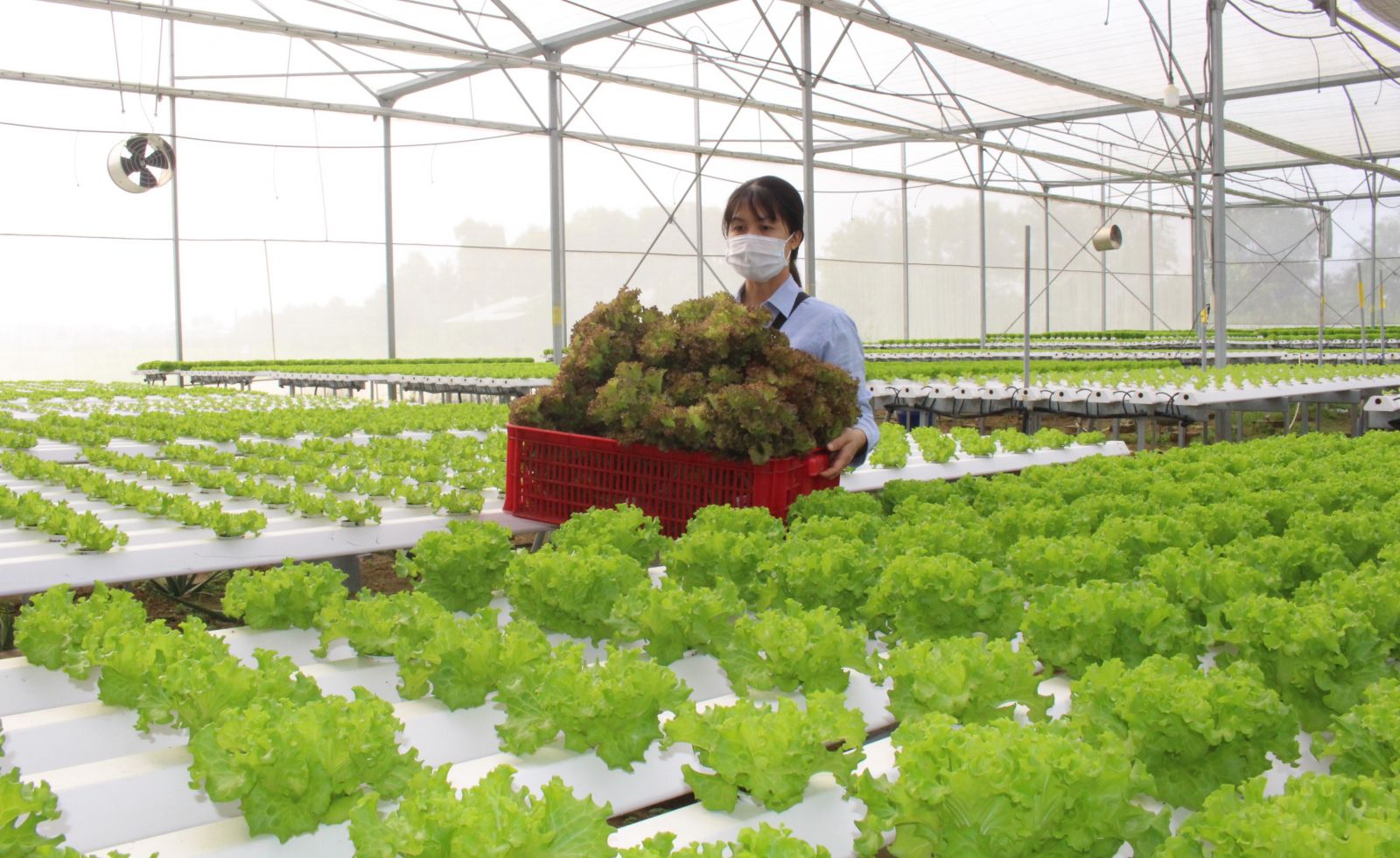 Cần Thơ Sản xuất lúa theo hướng hữu cơ để phát triển bền vững  Viện Khoa  học Nông nghiệp Việt Nam