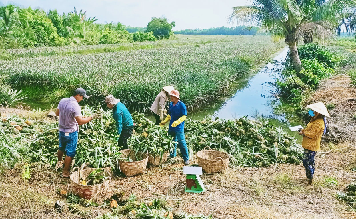 Nông dân phấn khởi vì giá khóm tăng cao