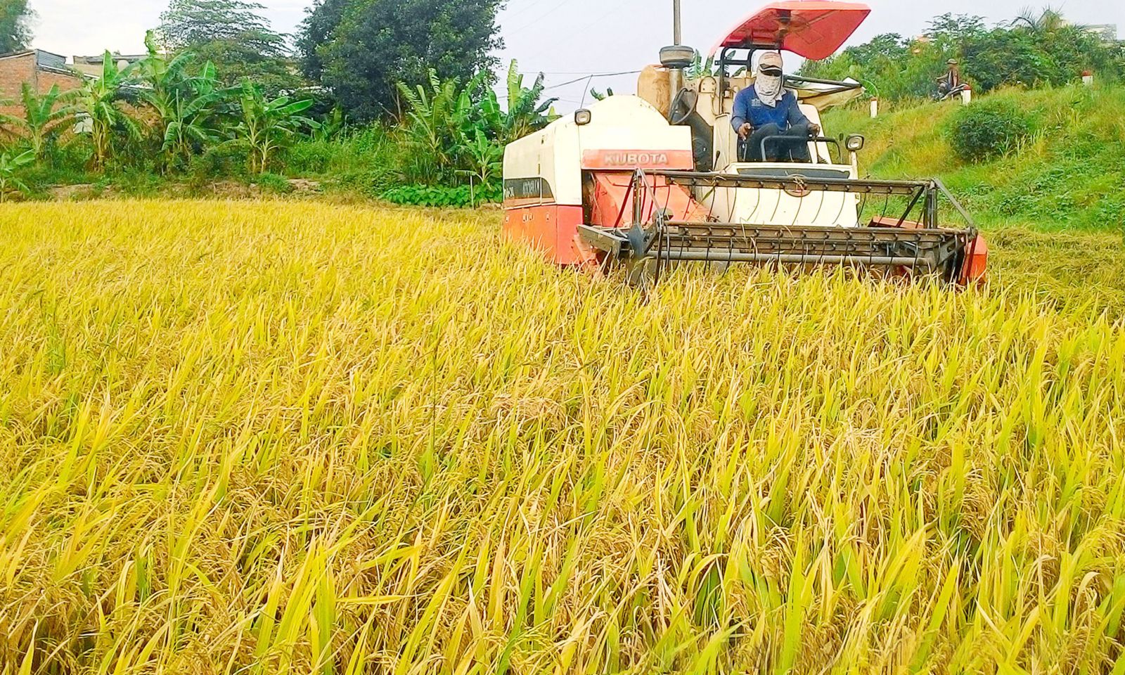 Đẩy mạnh cơ giới hóa vào sản xuất góp phần tăng hiệu quả canh tác, giảm chi phí và tăng lợi nhuận