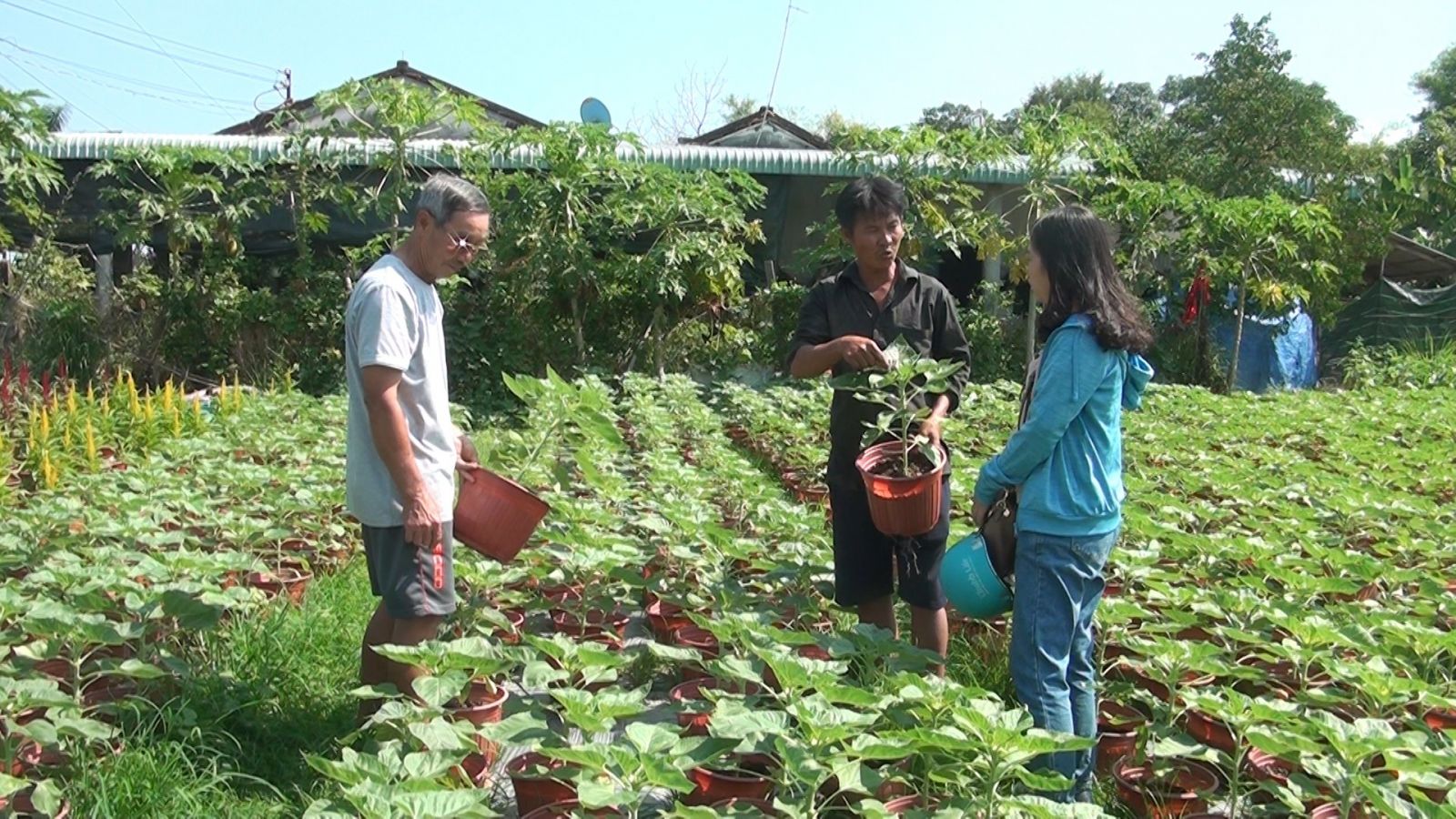 Thời điểm này, nông dân trên địa bàn huyện Đức Hòa tất bật chuẩn bị vụ hoa tết