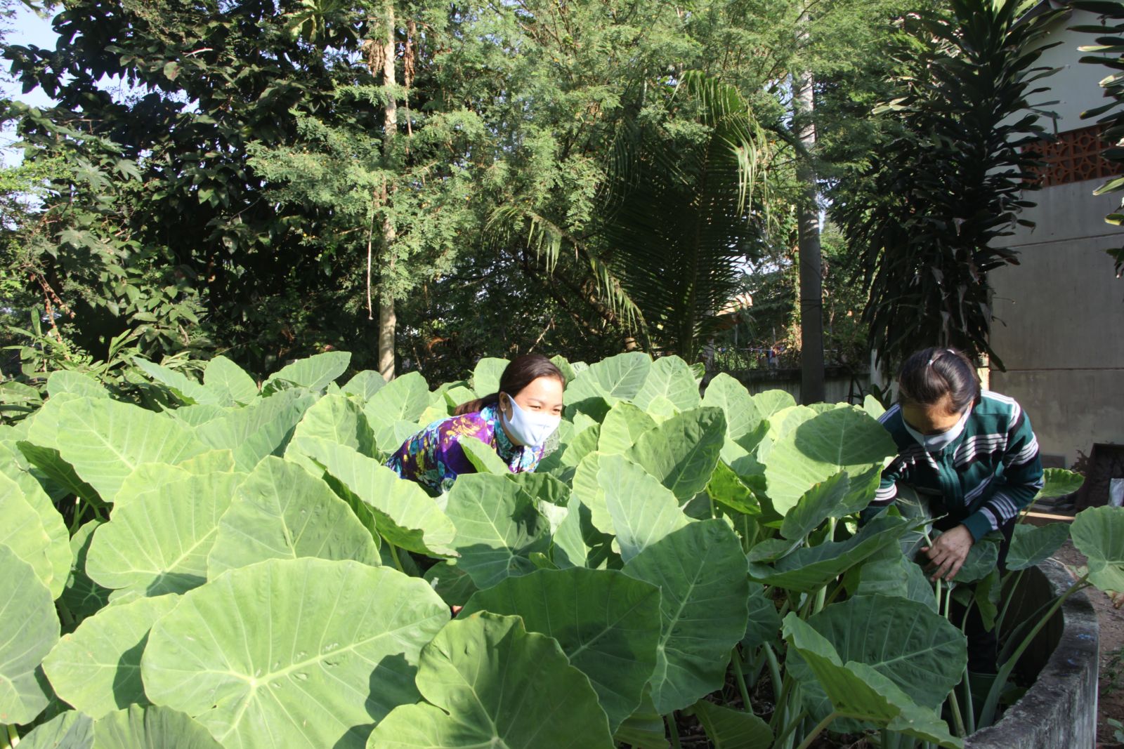 Vườn rau tại Trường Tiểu học Khánh Hưng do chính tay thầy, cô giáo trồng và chăm sóc (Trong ảnh: Vườn bạc hà xanh tốt phía sau trường)