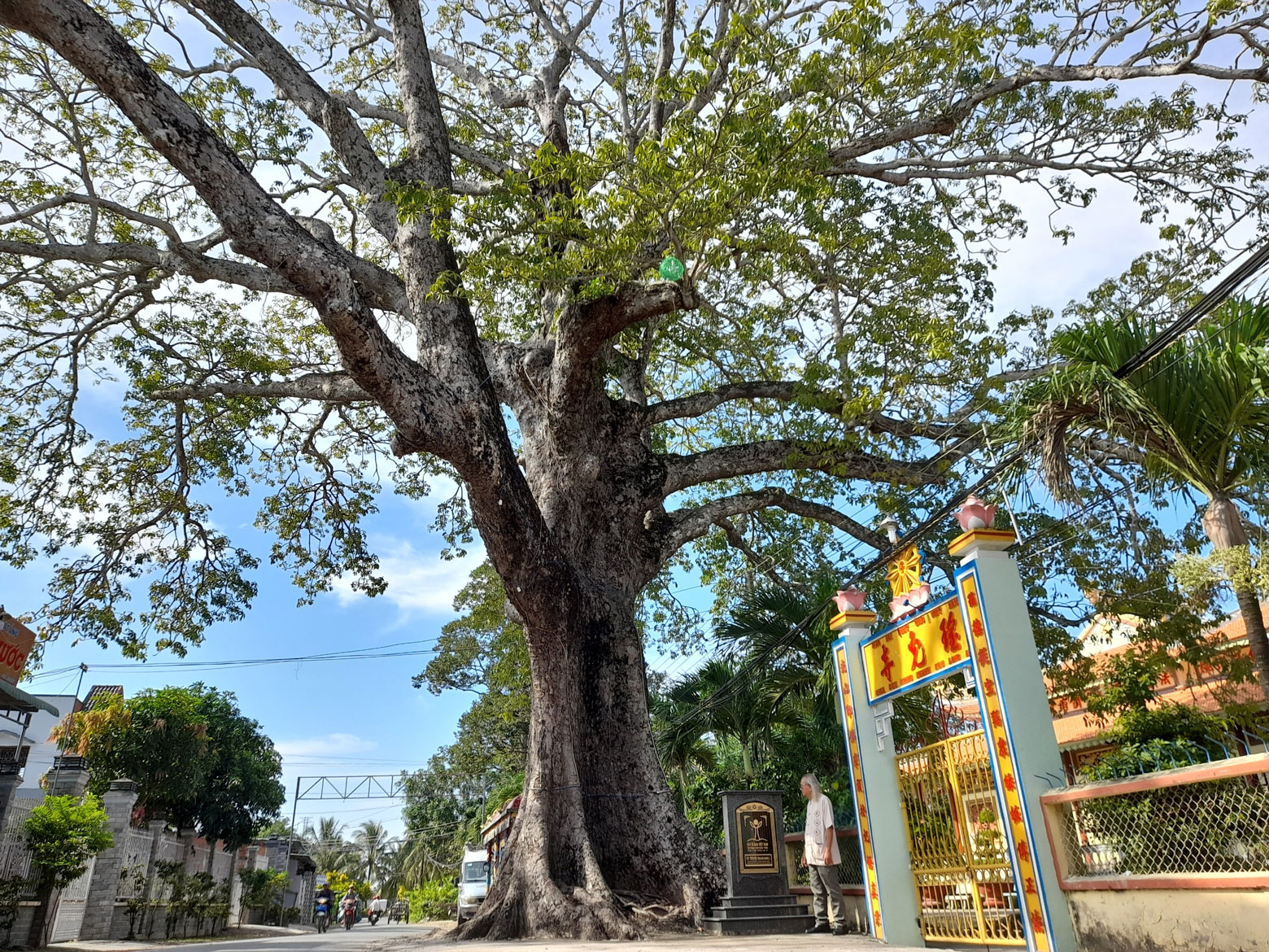 Cây trôm mõ (phường Khánh Hậu, TP.Tân An) gắn liền với lịch sử khẩn hoang thời cha ông khai phá vùng đất Nam bộ