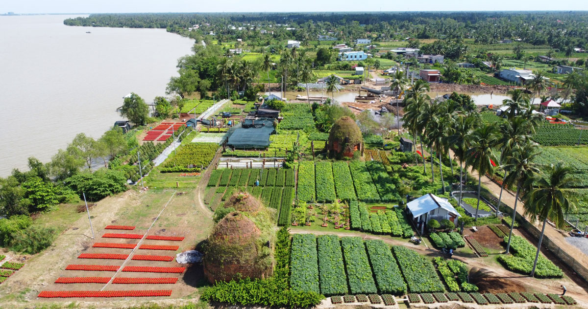 Làng hoa ven sông Hàm Luông (Phú Sơn, Chợ Lách, Bến Tre)