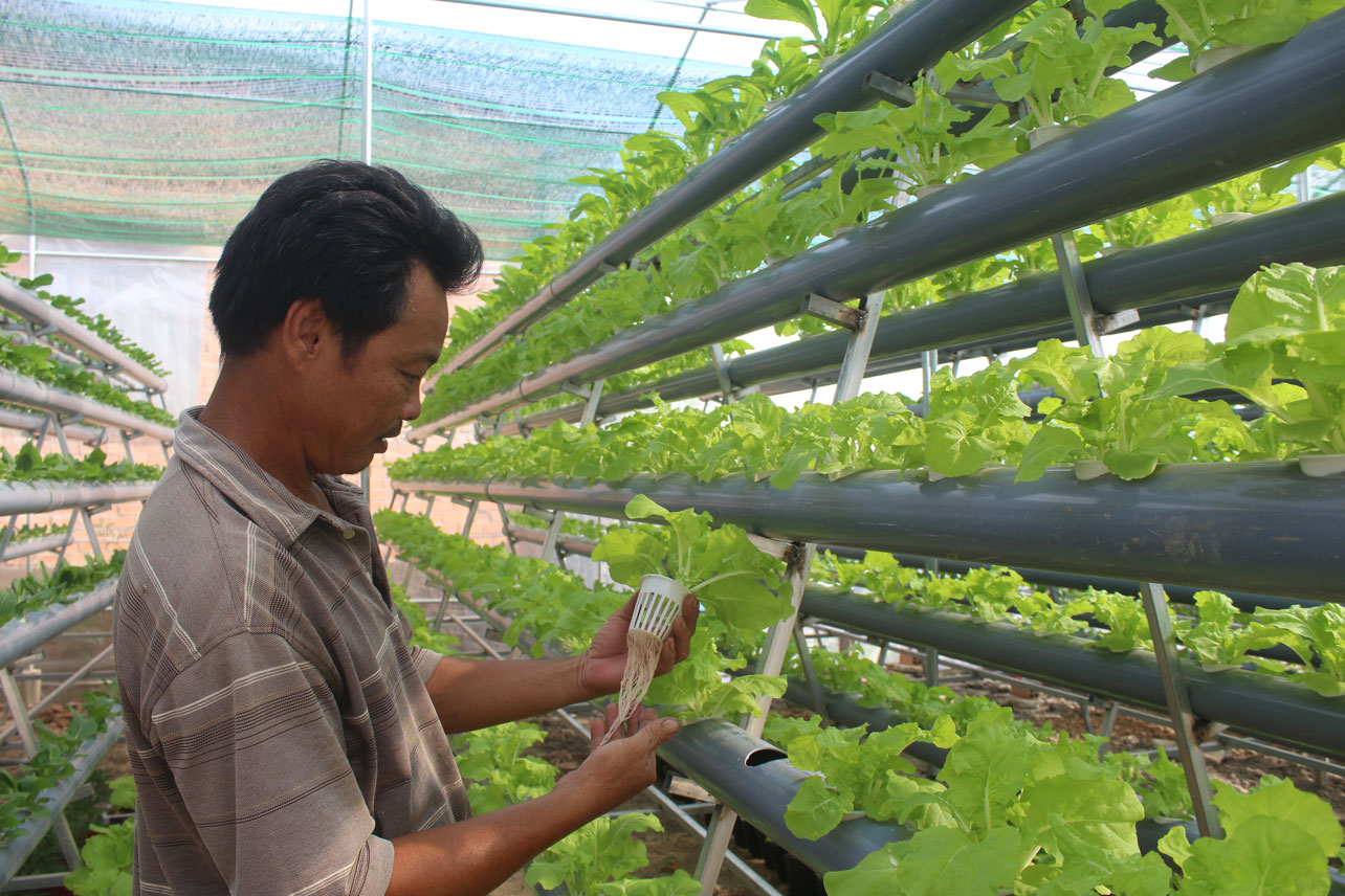 Mô hình trồng rau thủy canh của ông Chinh, góp phần mang lại sản phẩm sạch, an toàn cho gia đình và người dân xung quanh