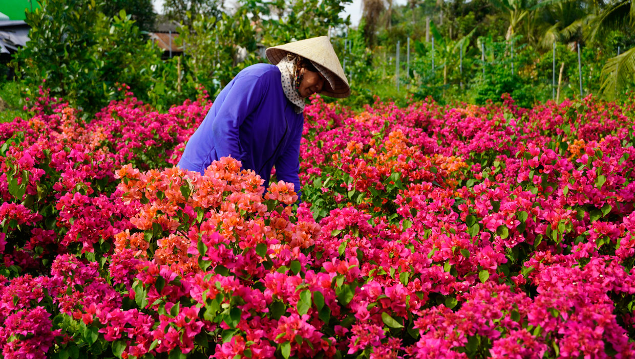 Nhà vườn chăm sóc 500 chậu hoa giấy bán tết, với giá bình quân 500 ngàn đồng/chậu
