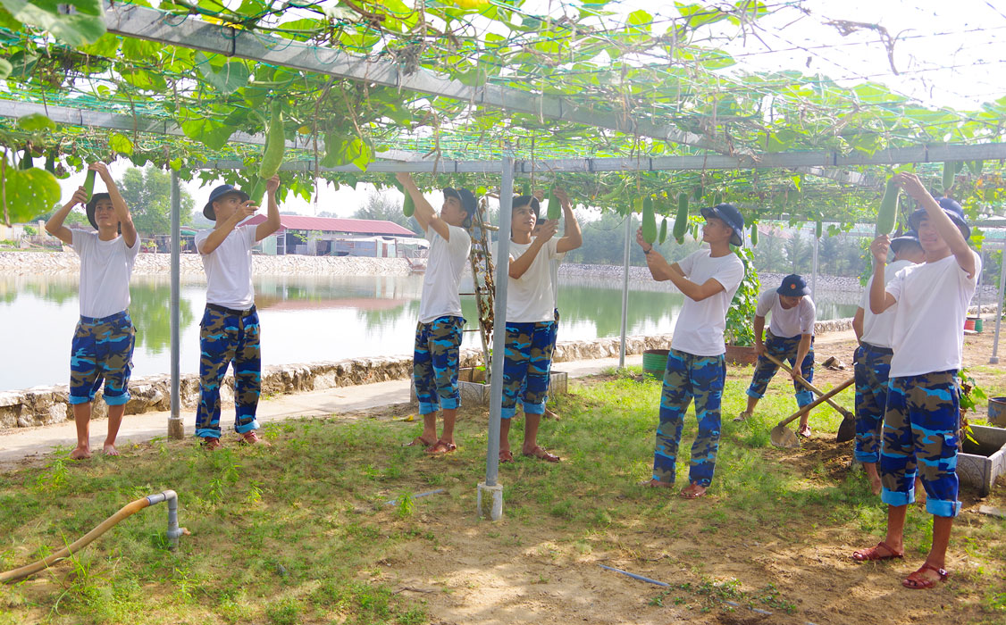 Những trái bầu được cán bộ, chiến sĩ lựa chọn để kịp thu hoạch