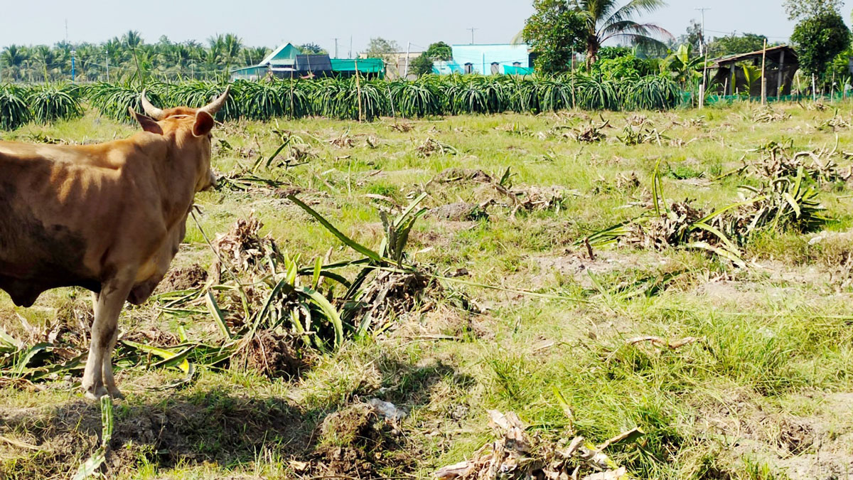 Một vườn thanh long bị phá bỏ tại xã Đức Tân, huyện Tân Trụ