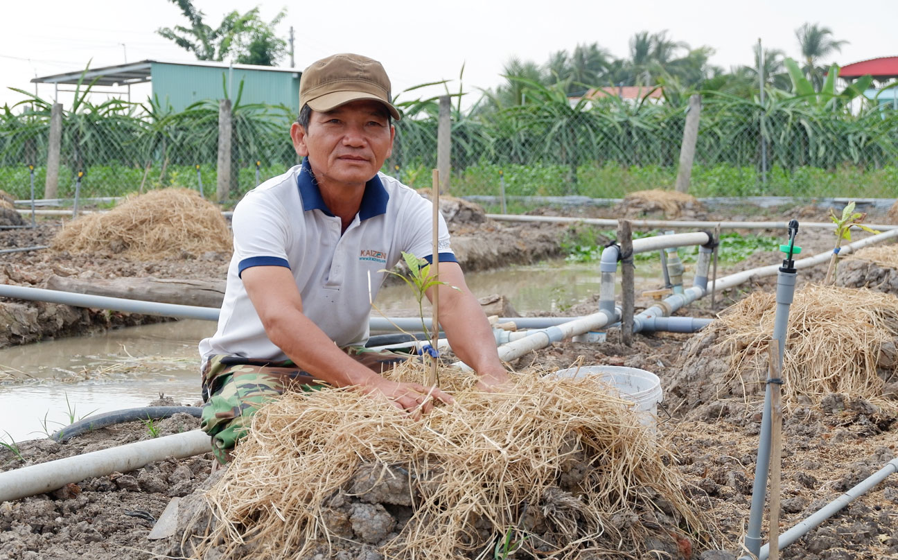 Một số nông dân huyện Châu Thành đã bỏ thanh long chuyển qua trồng loại cây khác