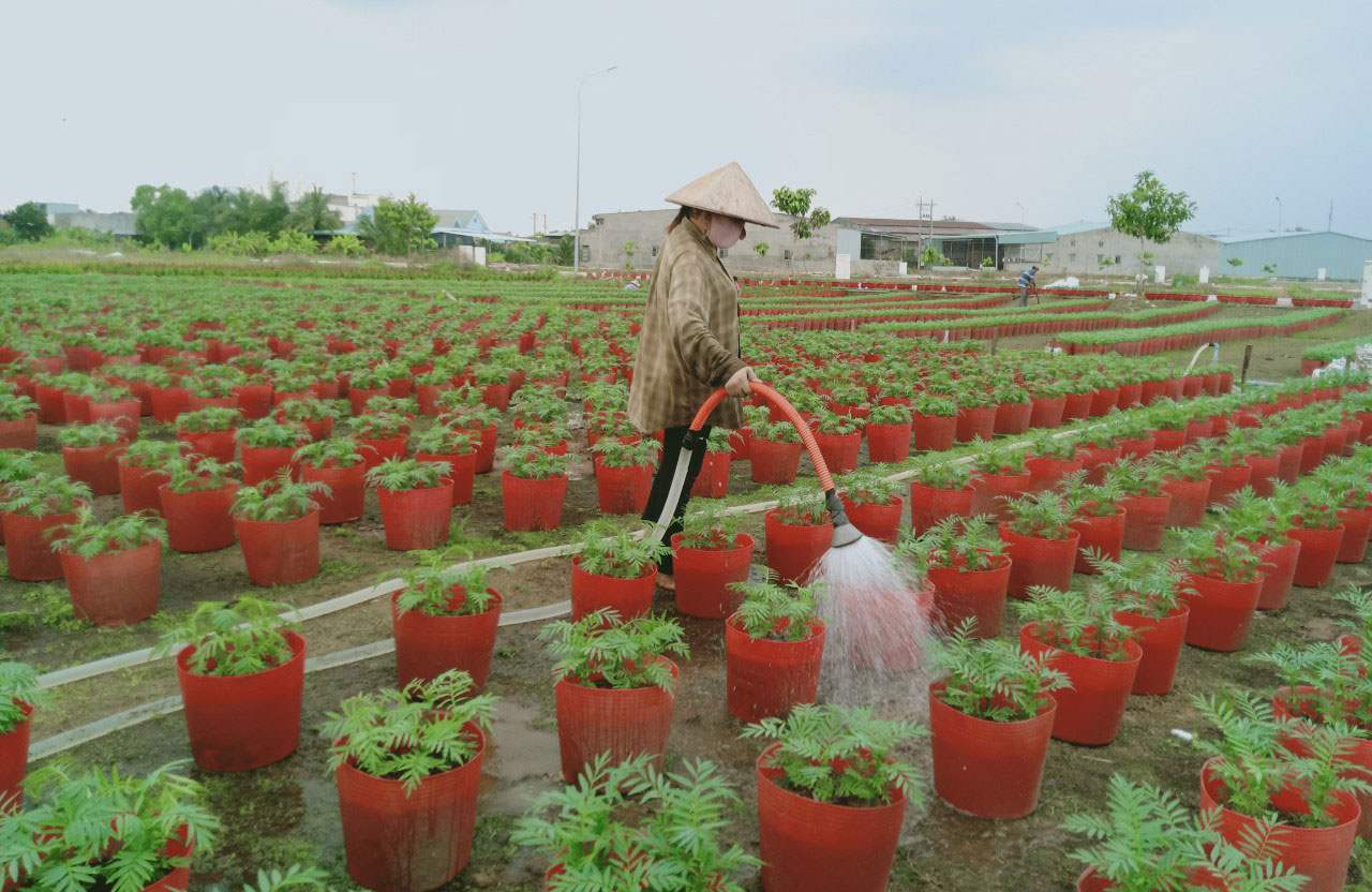 Các chủ vườn tích cực chăm sóc hoa để kịp cung ứng ra thị trường