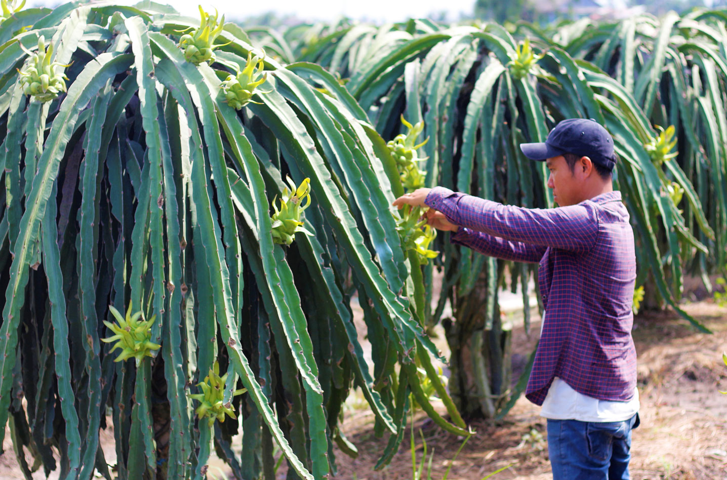 Nhà vườn chờ tết Giá thanh long vẫn ở mức thấp