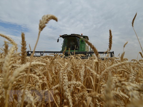 Thu hoạch lúa mỳ. (Ảnh: AFP/TTXVN)