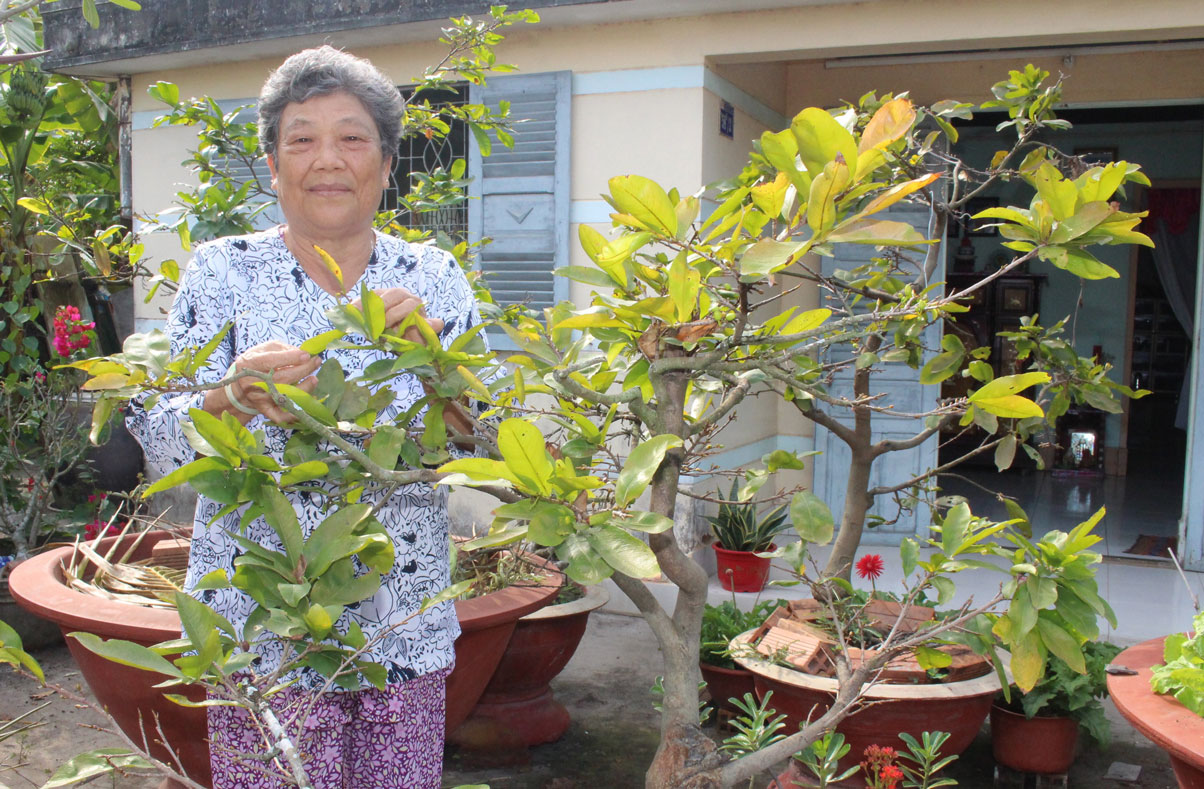 Bà Phạm Thị Bốn tuốt lá mai để cho ra hoa đúng dịp Tết