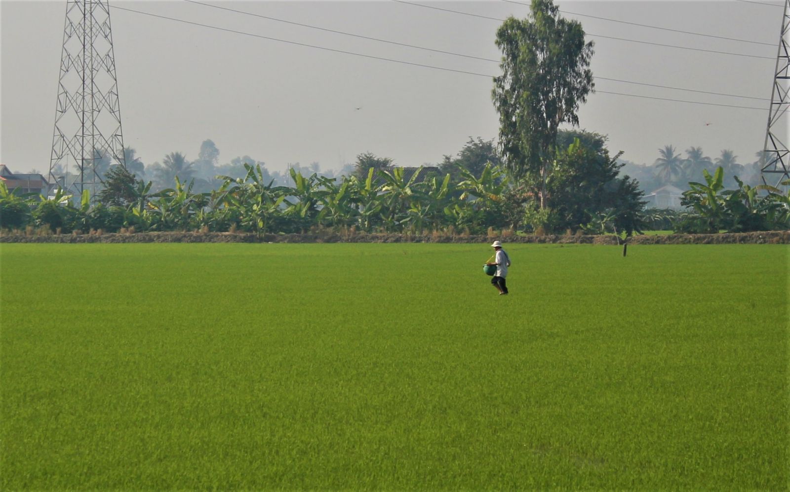 Tan Tru: More than 1,800 hectares of Winter-Spring rice sown out of seasonal schedule Many areas of Winter-Spring rice sown out of seasonal schedule are at risk of damage if drought and salinity occur