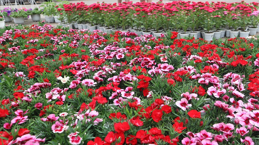 Brilliant New Year Flower Market The new year flower market is colorful with all kinds of ornamental flowers