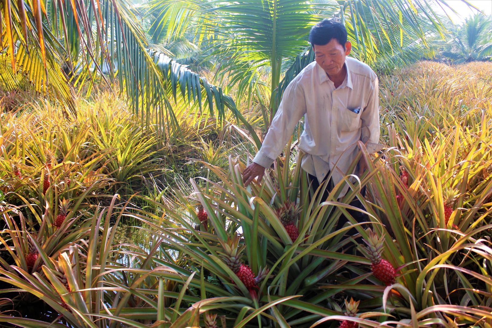Khóm son đón tết
