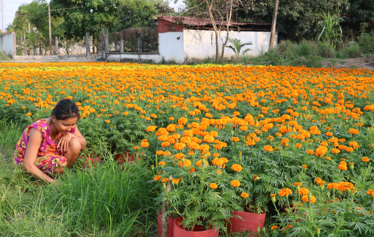 Vườn hoa, bắp của ông Lê Hoàng Minh góp phần khoe sắc rực rỡ, tô điểm thêm cho mùa Xuân Tân Sửu 2021