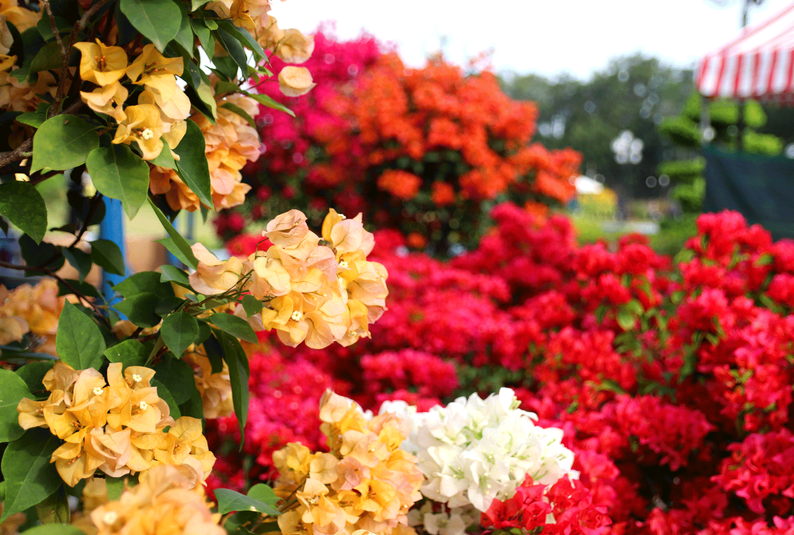 Với ưu điểm dễ trồng, màu sắc rực rỡ, nở hoa quanh năm hoa giấy được nhiều người lựa chọn để trang trí không gian sống
