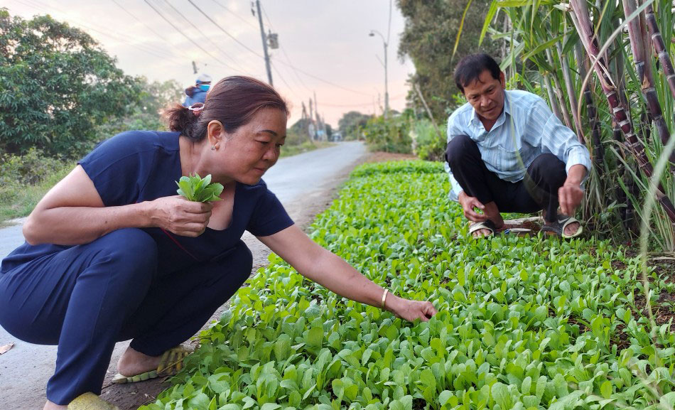 Ông Nghĩa nhổ mớ rau cải trồng trước nhà để chuẩn bị bữa cơm chiều cuối năm