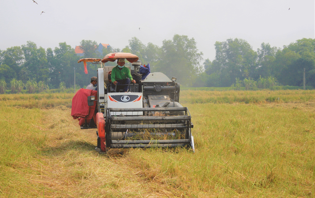 Nông dân Mỹ Lệ thu hoạch lúa Nàng Thơm Chợ Đào để phục vụ thị trường tết