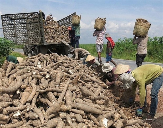 Vietnam gains cassava export growth in 2020 Vietnam's export of cassava chips and cassava-made products in December 2020 alone was estimated at 330,000 tonnes. (Photo: congthuong.vn)