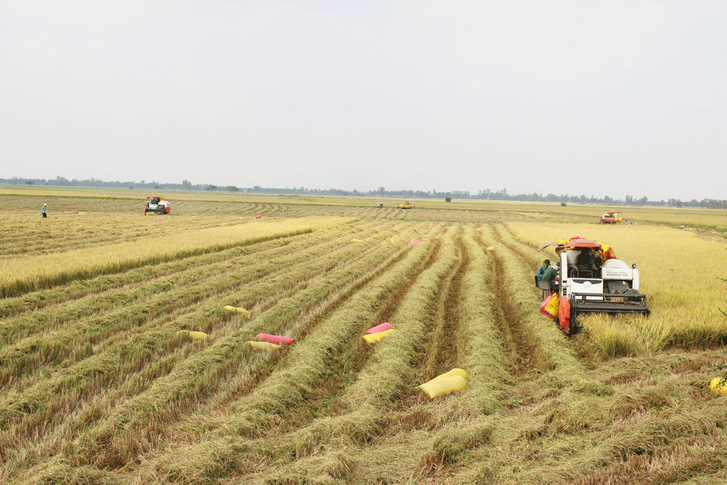 Tập trung tổ chức lại sản xuất nông nghiệp theo hướng hiệu quả và bền vững