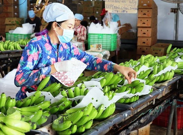 Fruit & vegetable exporters should tap into Northern Europe’s niche market: Newspaper Vietnamese fruit and vegetable exporters are believed to hold considerable advantages under the EU-Vietnam Free Trade Agreement (Photo: VNA)