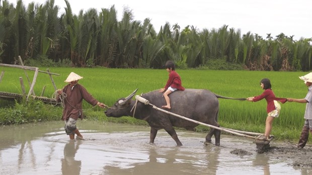 Buffalo tours in Hoi An prove a hit Two junior tourists enjoy riding a buffalo in Tra Que Village. (Photo courtesy of Jack Tran Tours)