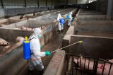 Trung Quốc phát hiện ít nhất 4 biến thể virus gây tả lợn châu Phi