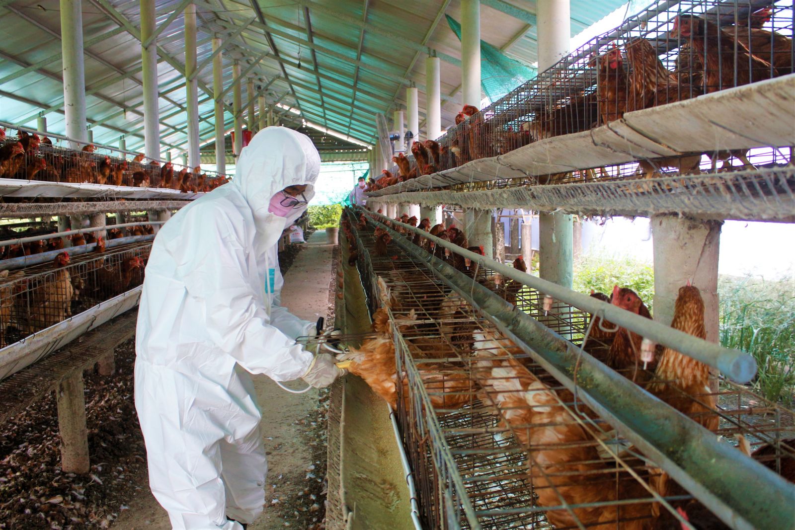 Người chăn nuôi nên thận trọng tái đàn Cần chú trọng việc tiêm phòng để bảo vệ đàn vật nuôi
