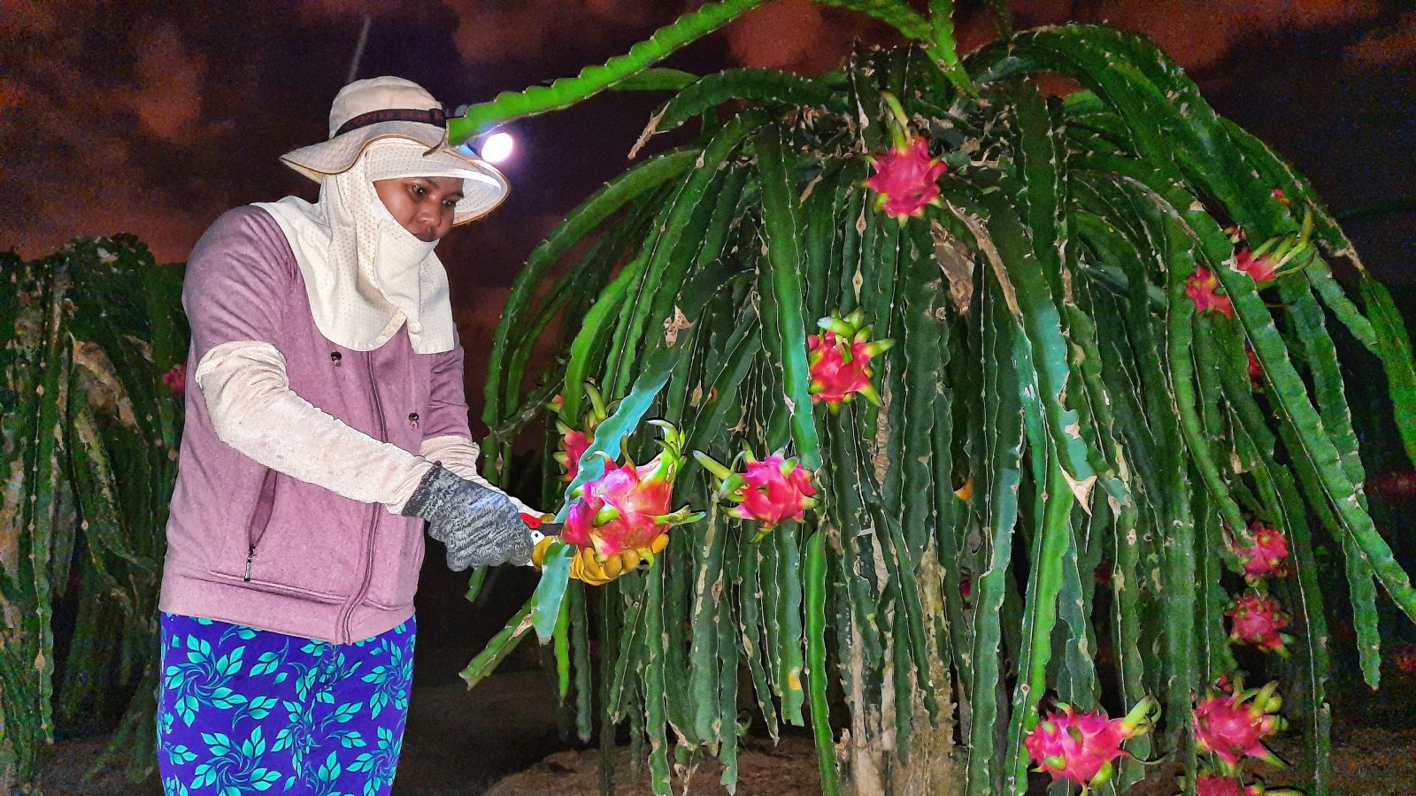 Thanh long tại vườn cắt xong được vận chuyển vào nhà, sau đó xếp vào từng cần xé thành nhiều lớp cho đến khi đầy, mỗi lớp cách nhau bằng giấy báo rồi được vận chuyển ra vựa