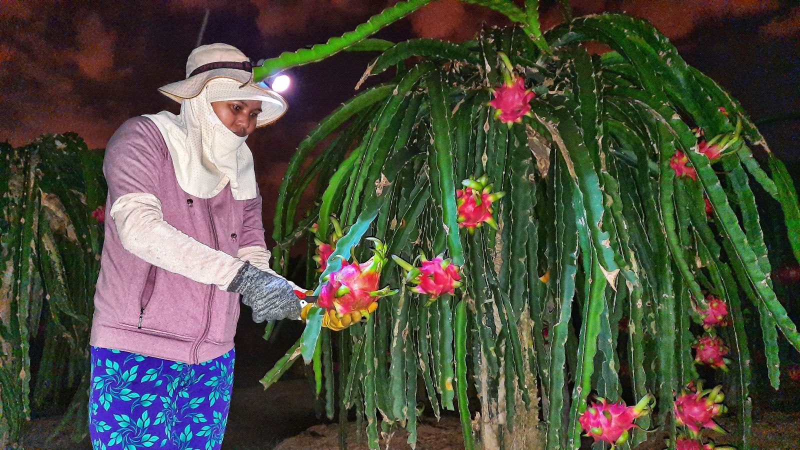 Thanh long tại vườn cắt xong được vận chuyển vào nhà, sau đó xếp vào từng cần xé thành nhiều lớp cho đến khi đầy, mỗi lớp cách nhau bằng giấy báo rồi được vận chuyển ra vựa