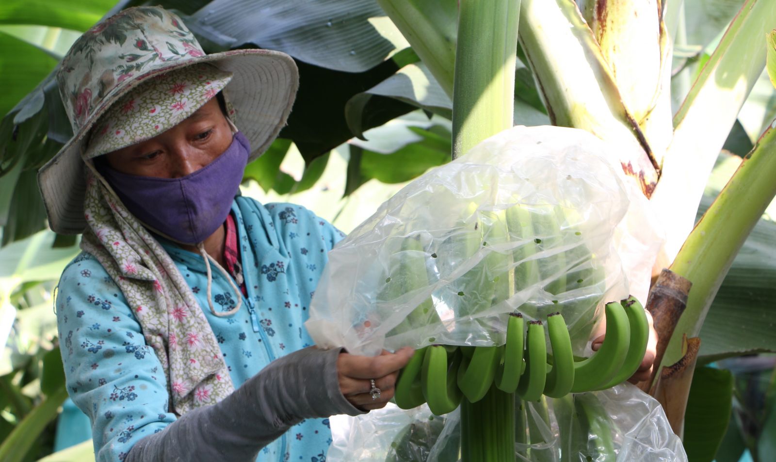 Vốn tín dụng chính sách giúp nông dân có điều kiện đầu tư chuyển từ đất trồng lúa cho năng suất thấp sang các loại cây trồng khác mang giá trị kinh tế cao hơn