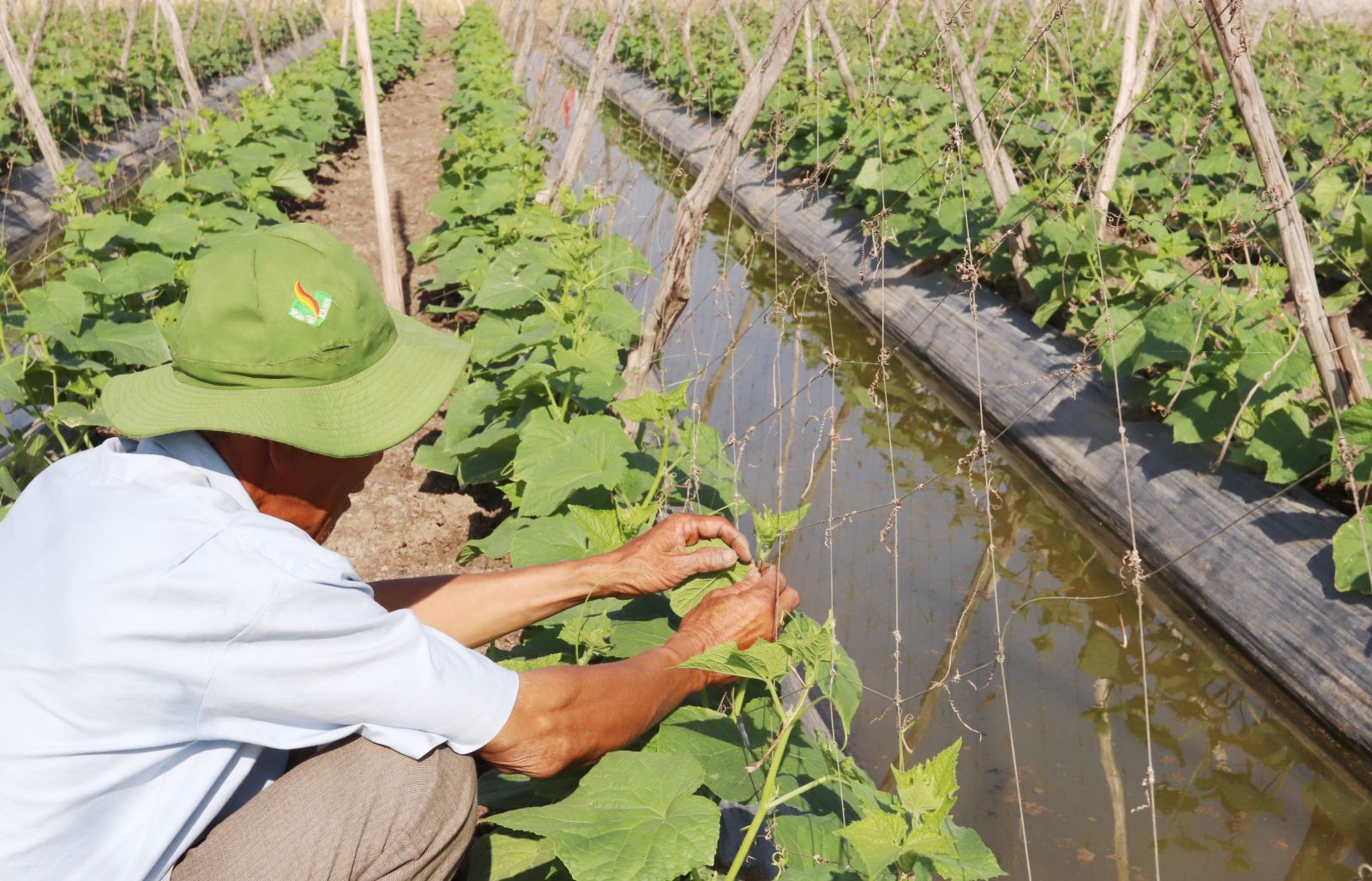 Ông Nguyễn Văn Thăng chăm sóc ruộng dưa leo trồng trên chân ruộng mùa khô