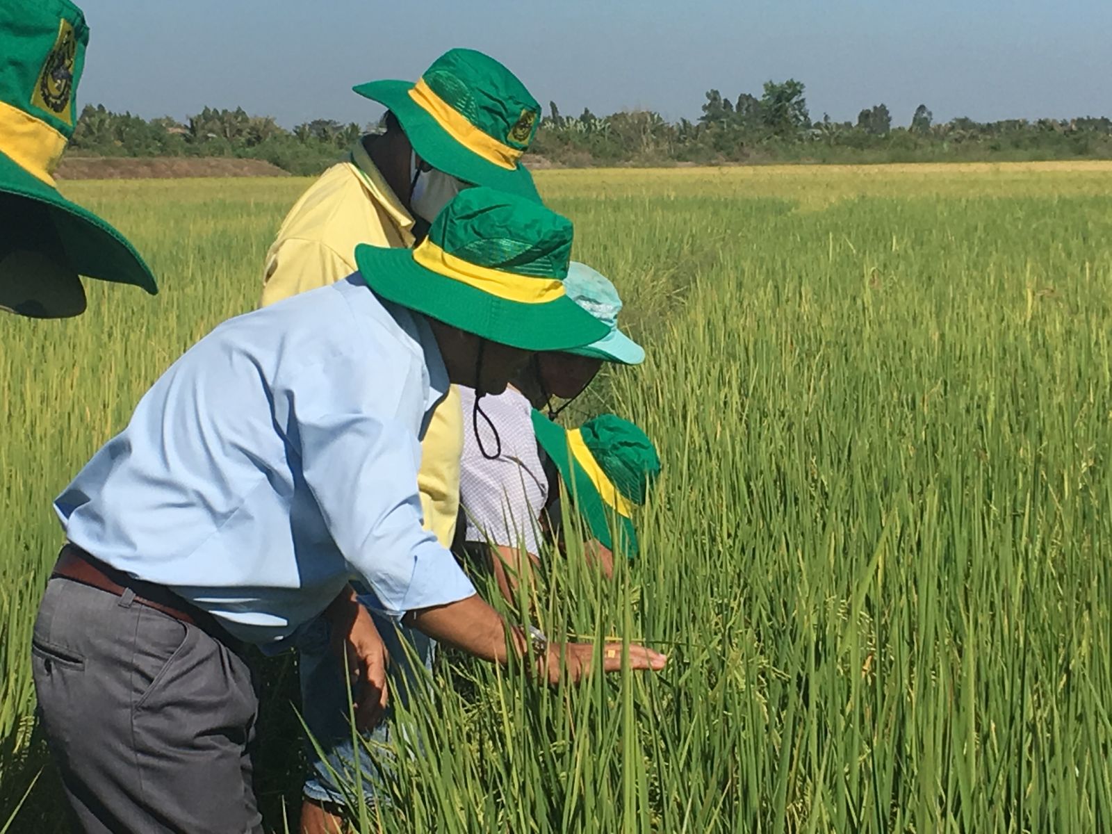 Trồng lúa thông minh, giảm chi phí, tăng lợi nhuận