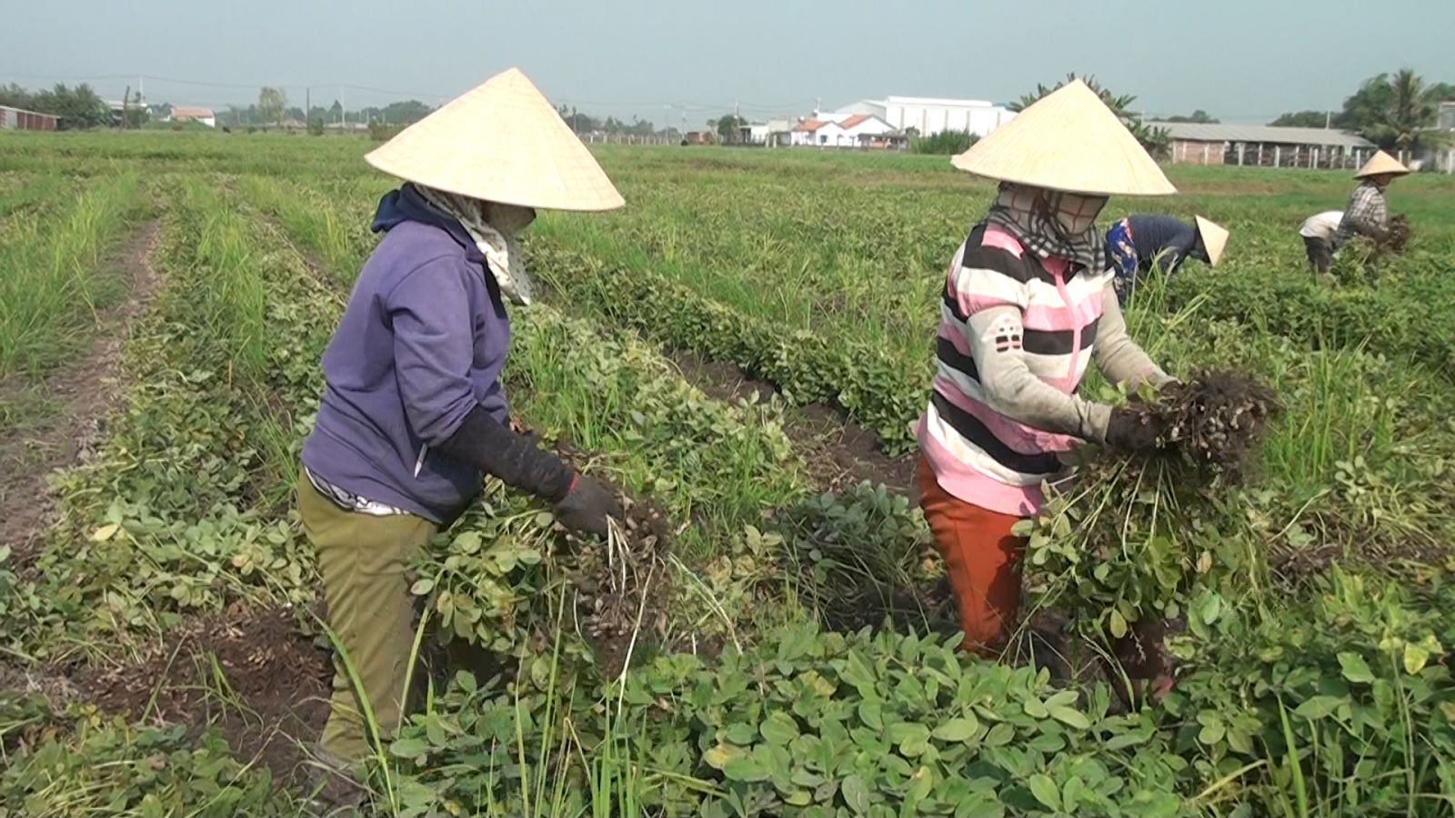 Nông dân Đức Hòa thu hoạch đậu phộng