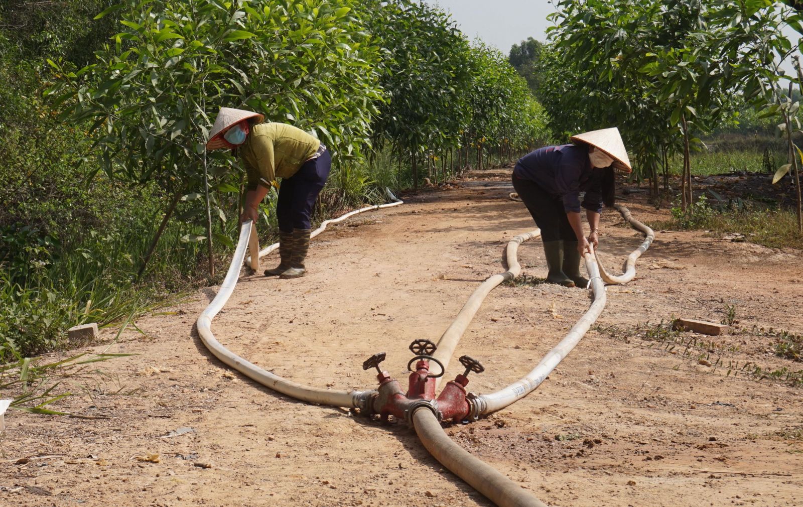 Nữ nhân viên Nông lâm trường Lông Vũ thao tác kéo dây chữa cháy