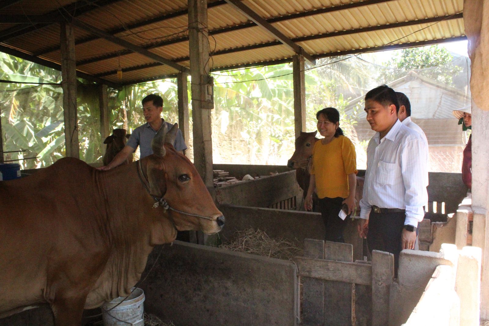  bò nhờ ứng dụng công nghệ cao