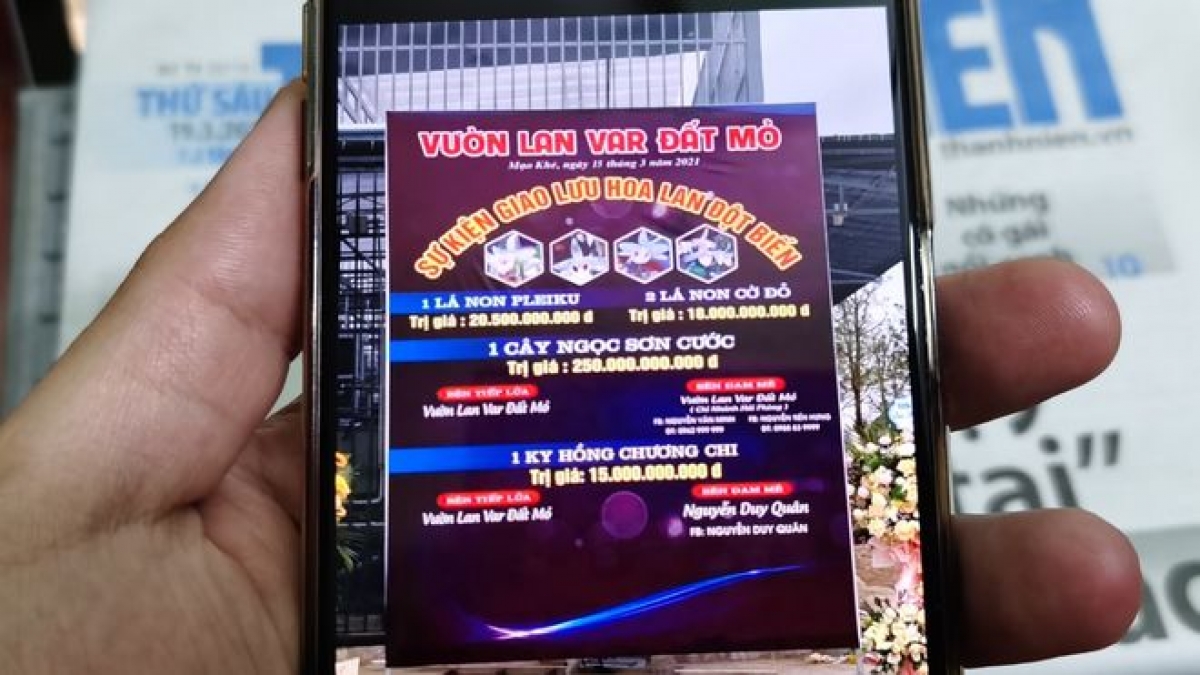 Cơn sốt lan đột biến tiềm ẩn nguy cơ trốn thuế, rửa tiền Vụ giao dịch lan đột biến trị giá 250 tỉ đồng gây xôn xao dư luận ở Quảng Ninh. Ảnh: Thanh niên