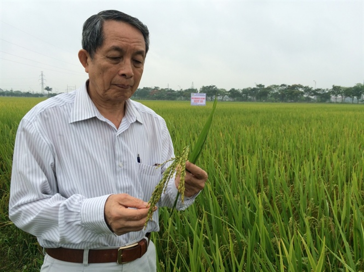 GS.TS, Viện sĩ Trần Đình Long kiểm tra khu vực khảo nghiệm sản xuất lúa HDT10 tại xã Liên Hà. Ảnh: Báo Nông nghiệp