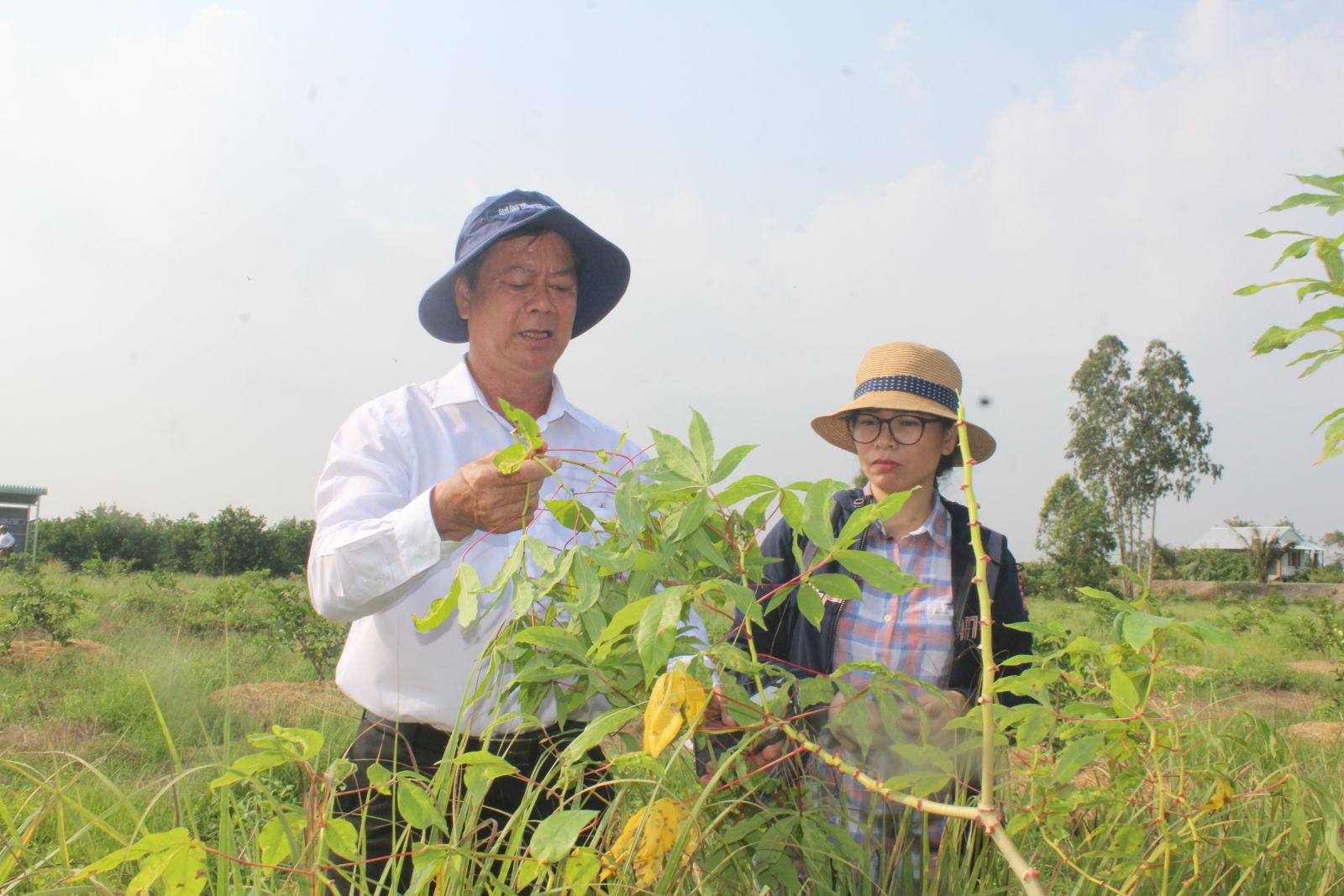 Phó Giám đốc Sở Nông nghiệp và Phát triển nông thôn - Nguyễn Chí Thiện kiểm tra tình hình bệnh khảm trên cây khoai mì
