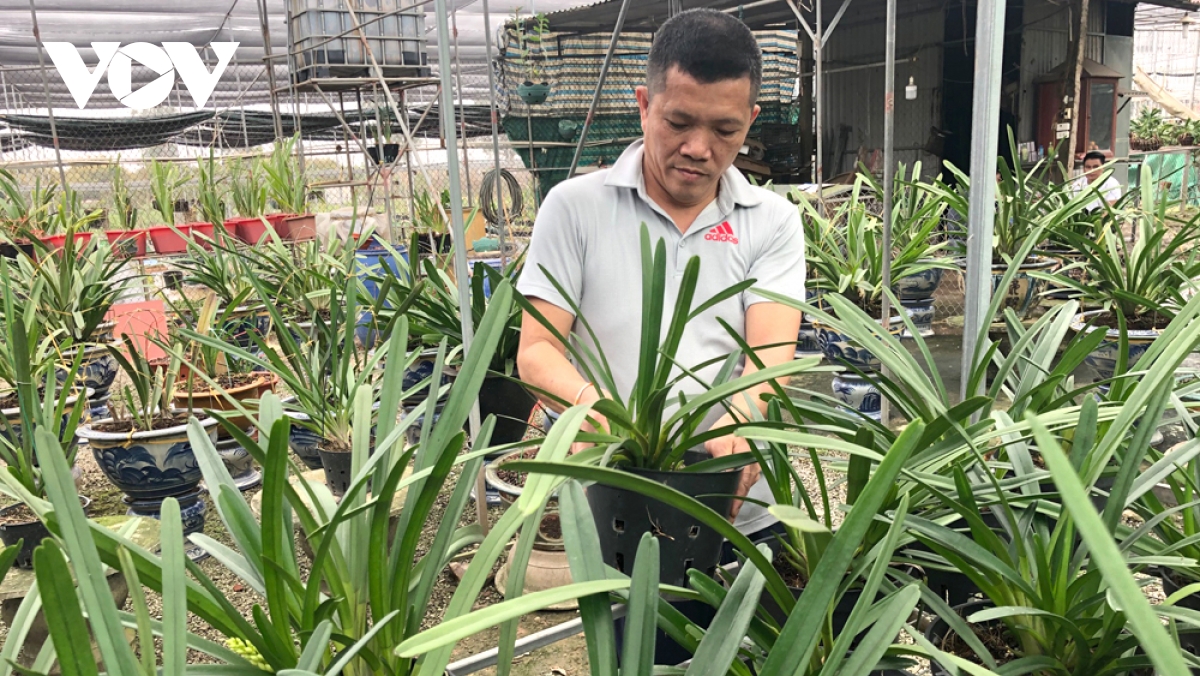 Ông Tạ Công Thực, Chủ tịch Hội Nhà vườn hoa lan Đông La đang chăm sóc vườn lan quý.